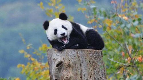 娱乐吃瓜大熊猫视频大全,萌态百出，欢乐无限